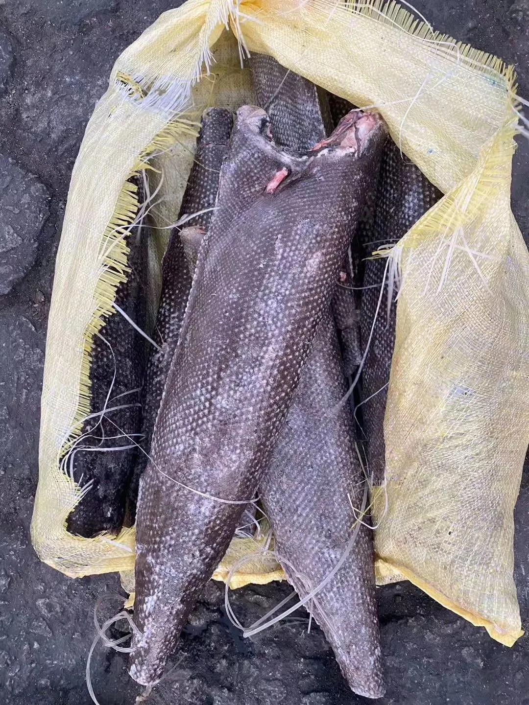 Poisson à l'huile surgelé Oilfish Hgt